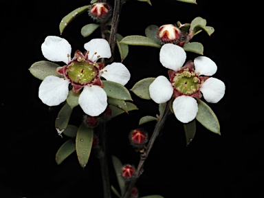 APII jpeg image of Leptospermum divaricatum  © contact APII