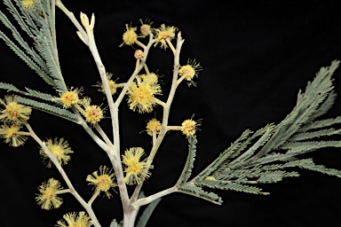 APII jpeg image of Acacia dealbata subsp. dealbata  © contact APII