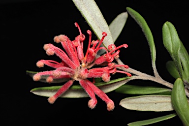 APII jpeg image of Grevillea irrasa subsp. didymochiton  © contact APII