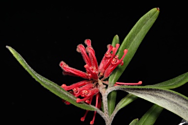 APII jpeg image of Grevillea irrasa subsp. didymochiton  © contact APII