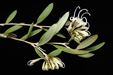 APII jpeg image of Grevillea sericea subsp. sericea  © contact APII