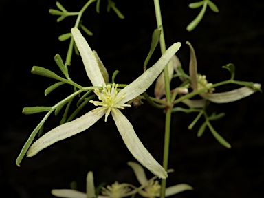 APII jpeg image of Clematis leptophylla  © contact APII