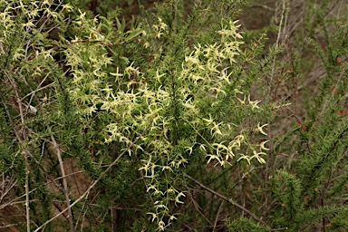 APII jpeg image of Clematis leptophylla  © contact APII