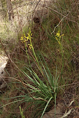 APII jpeg image of Bulbine glauca  © contact APII