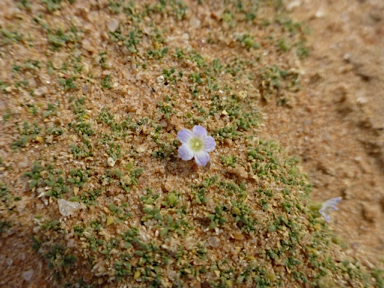 APII jpeg image of Dentella pulvinata  © contact APII