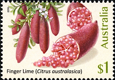 APII jpeg image of Citrus australasica  © contact APII