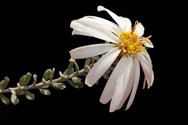 APII jpeg image of Olearia pimeleoides  © contact APII