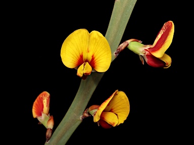 APII jpeg image of Bossiaea grayi  © contact APII