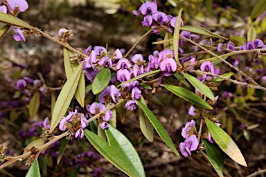 APII jpeg image of Hovea acutifolia  © contact APII