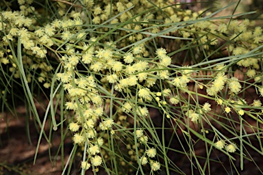 APII jpeg image of Acacia cognata  © contact APII