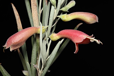 APII jpeg image of Eremophila youngii  © contact APII