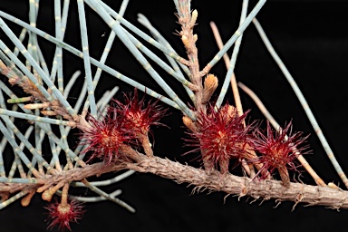 APII jpeg image of Allocasuarina grampiana  © contact APII