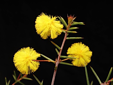 APII jpeg image of Acacia ulicina  © contact APII