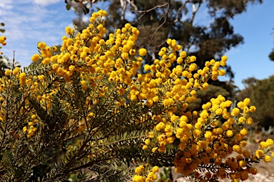 APII jpeg image of Acacia cognata 'Green Mist'  © contact APII