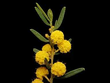 APII jpeg image of Acacia wilhelmiana  © contact APII