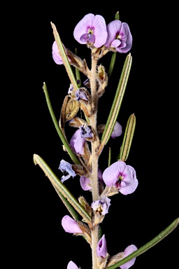 APII jpeg image of Hovea asperifolia subsp. asperifolia  © contact APII