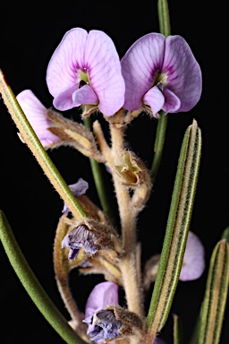 APII jpeg image of Hovea asperifolia subsp. asperifolia  © contact APII