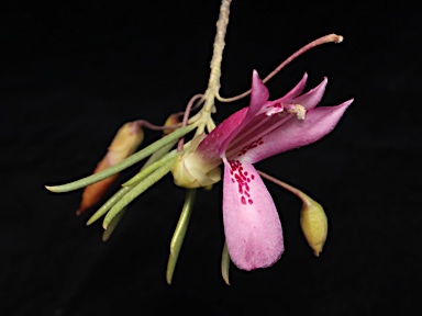 APII jpeg image of Eremophila alternifolia  © contact APII