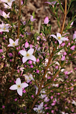 APII jpeg image of Boronia deanei subsp. acutifolia  © contact APII