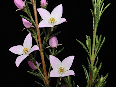 APII jpeg image of Boronia deanei subsp. acutifolia  © contact APII