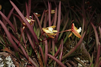 APII jpeg image of Dendrobium striolatum  © contact APII