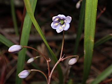 APII jpeg image of Dianella caerulea var. caerulea  © contact APII