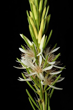 APII jpeg image of Calytrix acutifolia  © contact APII