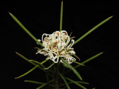 APII jpeg image of Grevillea australis  © contact APII