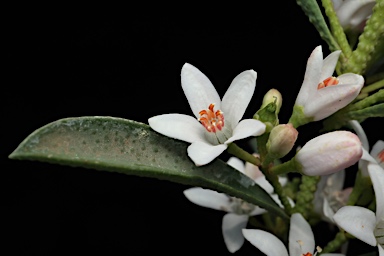 APII jpeg image of Philotheca myoporoides subsp. acuta  © contact APII