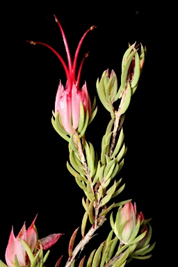 APII jpeg image of Darwinia taxifolia subsp. macrolaena  © contact APII