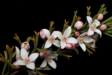 APII jpeg image of Boronia anemonifolia subsp. anemonifolia  © contact APII