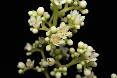 APII jpeg image of Coatesia paniculata  © contact APII