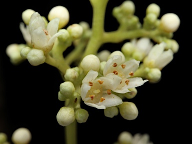 APII jpeg image of Coatesia paniculata  © contact APII