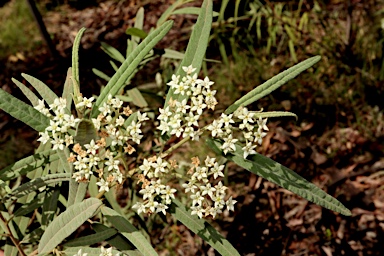 APII jpeg image of Commersonia salviifolia  © contact APII