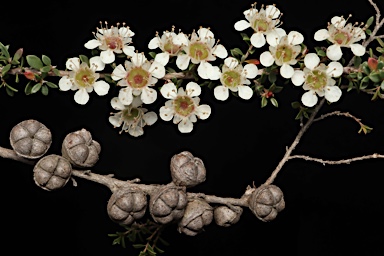 APII jpeg image of Leptospermum minutifolium  © contact APII