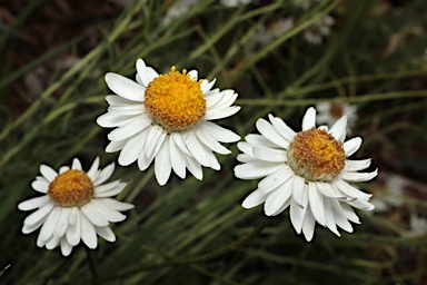 APII jpeg image of Leucochrysum  © contact APII