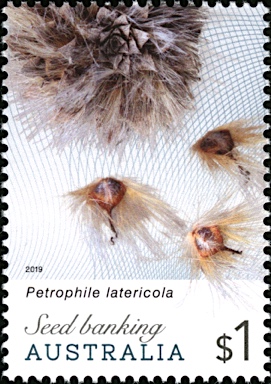 APII jpeg image of Petrophile latericola  © contact APII