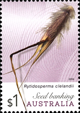APII jpeg image of Rytidosperma clelandii  © contact APII