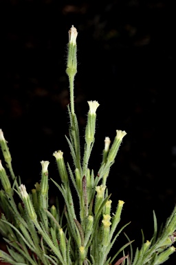 APII jpeg image of Millotia tenuifolia var. tenuifolia  © contact APII
