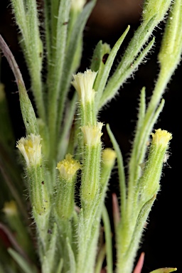 APII jpeg image of Millotia tenuifolia var. tenuifolia  © contact APII