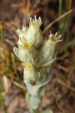 APII jpeg image of Pterochaeta paniculata  © contact APII