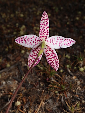 APII jpeg image of Elythranthera emarginata  © contact APII