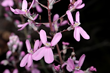 APII jpeg image of Stylidium brunonianum  © contact APII