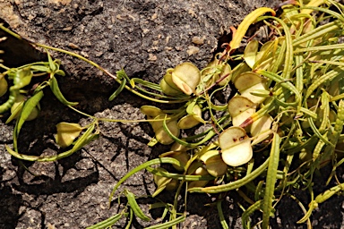 APII jpeg image of Dioscorea hastifolia  © contact APII
