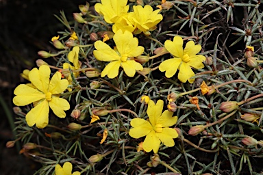 APII jpeg image of Hibbertia acerosa  © contact APII