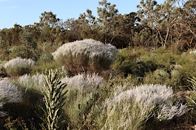 APII jpeg image of Conospermum stoechadis  © contact APII