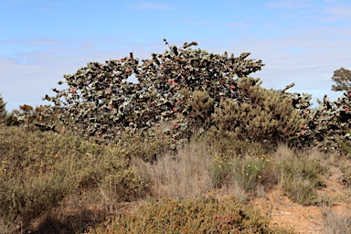 APII jpeg image of Eucalyptus macrocarpa subsp. elachantha  © contact APII