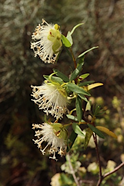 APII jpeg image of Pimelea leucantha  © contact APII