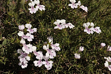 APII jpeg image of Hemiandra pungens  © contact APII