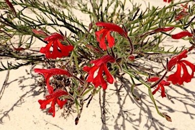 APII jpeg image of Lechenaultia hirsuta  © contact APII